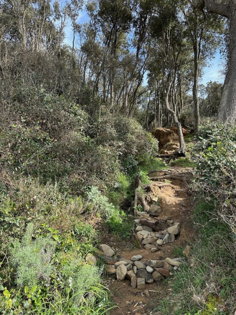 The forest in the nature reserve of Bandite di Scarlino