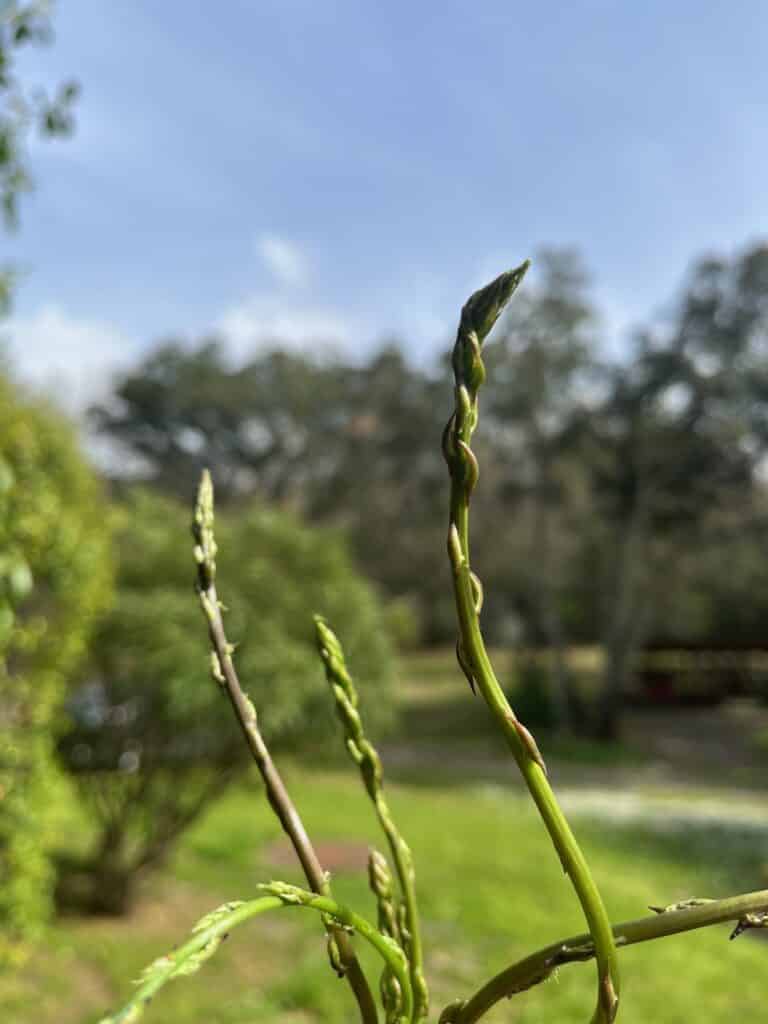Wild asparagus from our own garden at Easter
