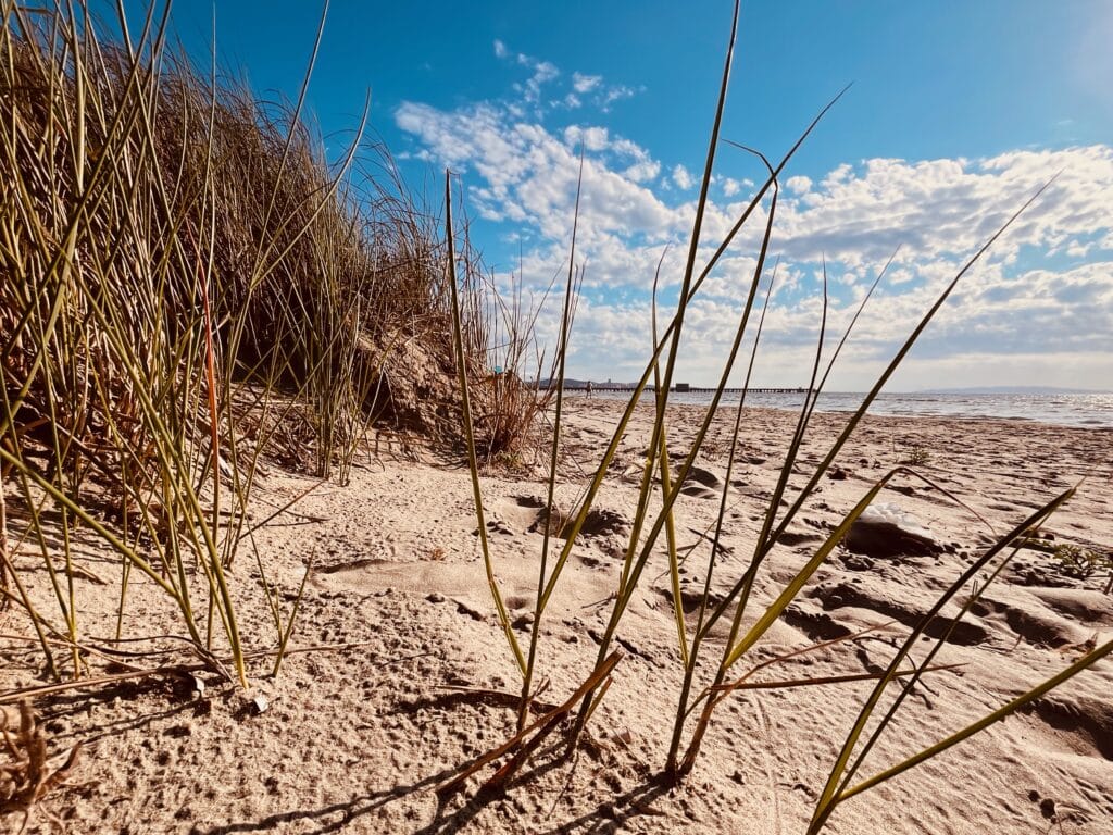 Excursion to Puntone Beach - Italian dunes