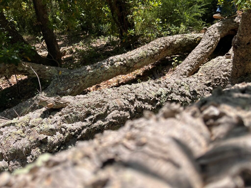 Cork oak felled by storm in holm oak forest